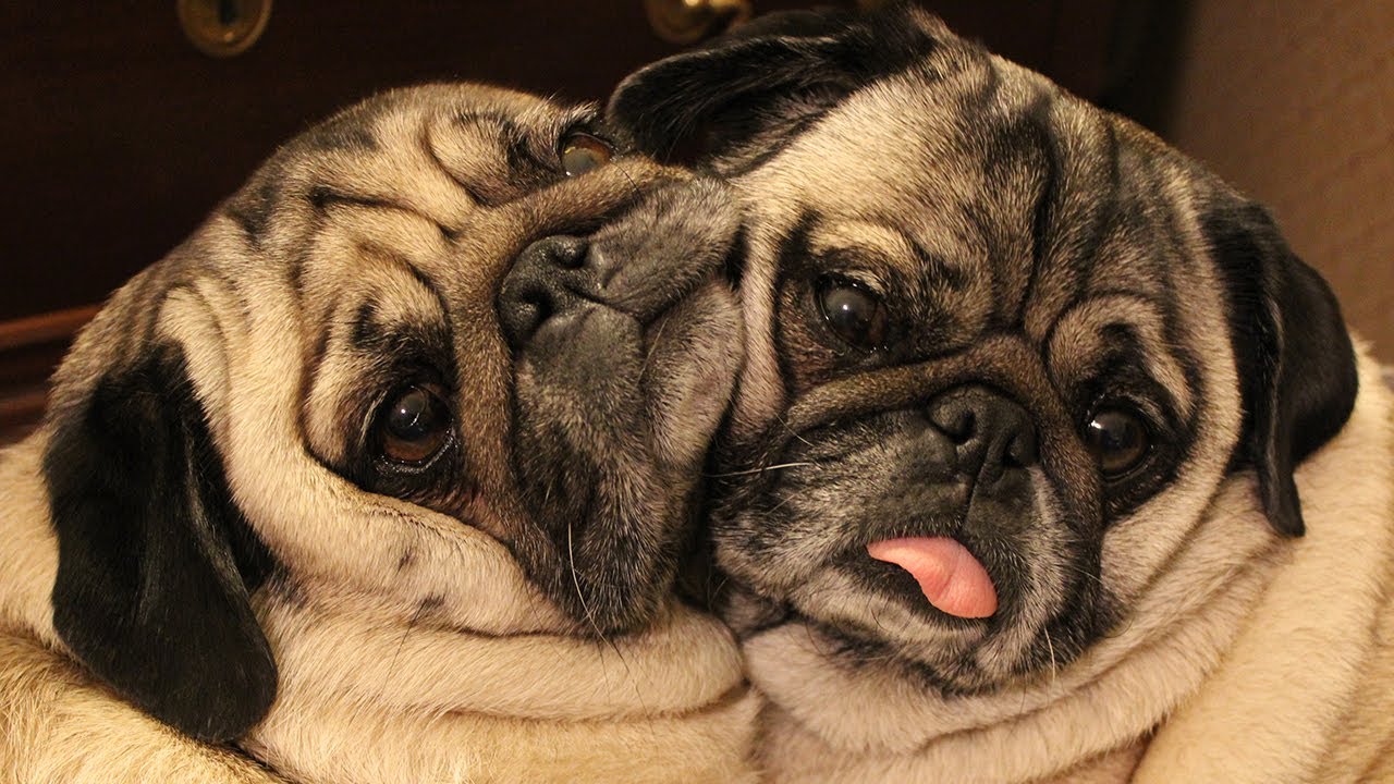 los perros-mas-famosos-de-internet-12