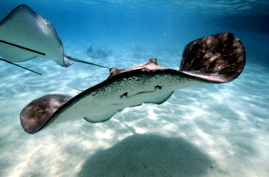 top-10-mordeduras-de-animales-australianos-mas-doloras-08