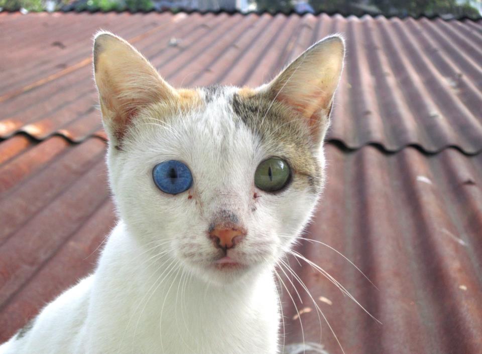 Hermosas mutaciones 15 heterocromia10