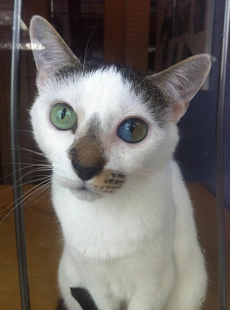 15 fotos impresionantes de heterocromia4