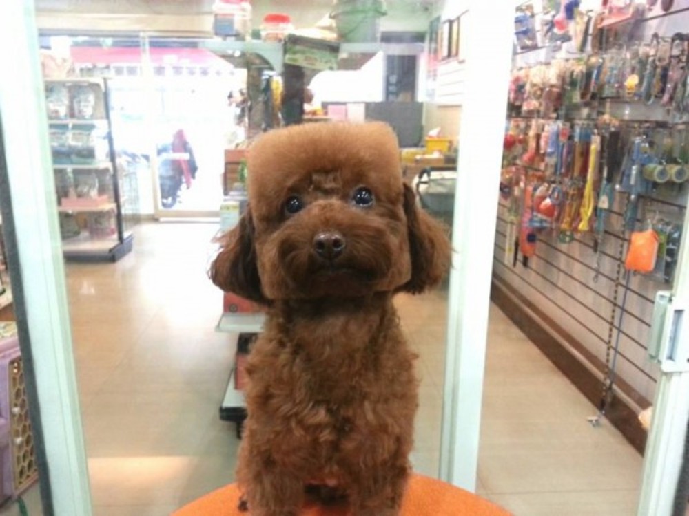 Peinados de perro redondo y cuadrado 5:
