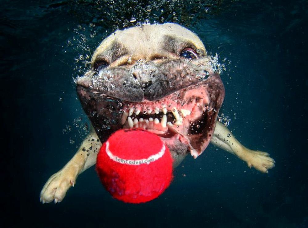 Perros submarinos, Seth Casteel 3: