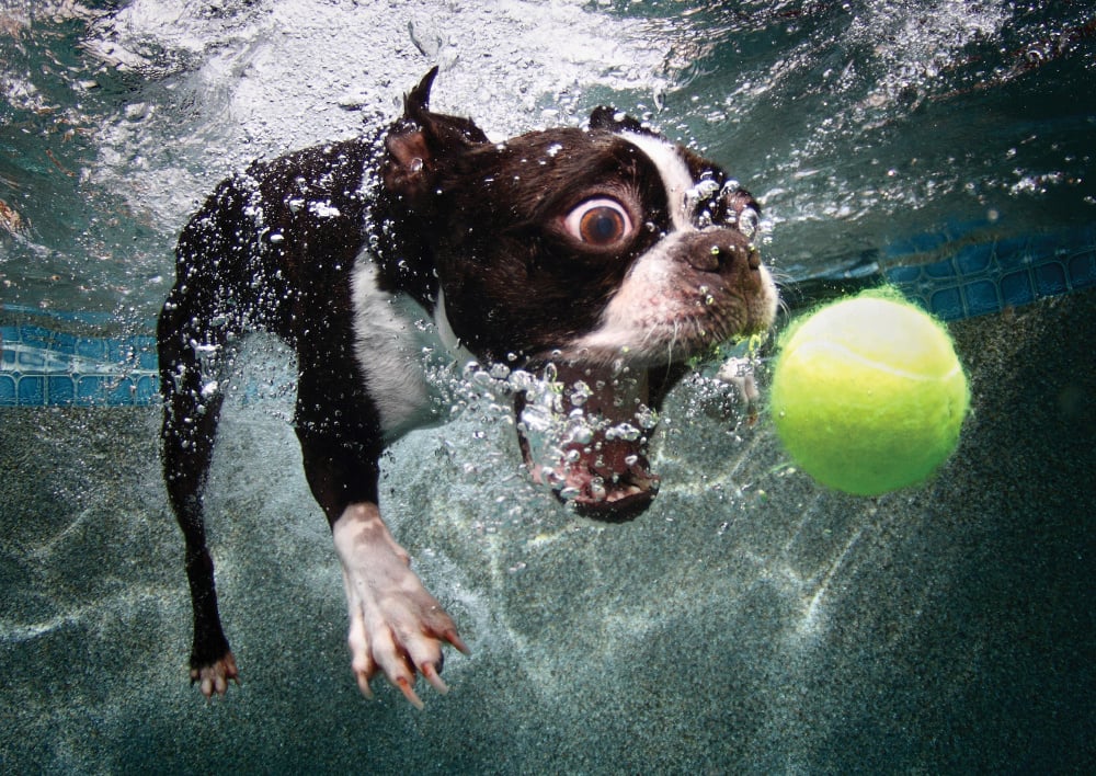 Perros submarinos, Seth Casteel 6: