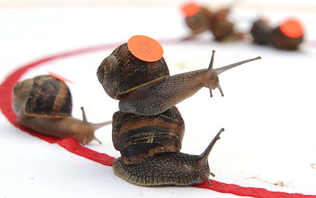 Carreras de caracol: