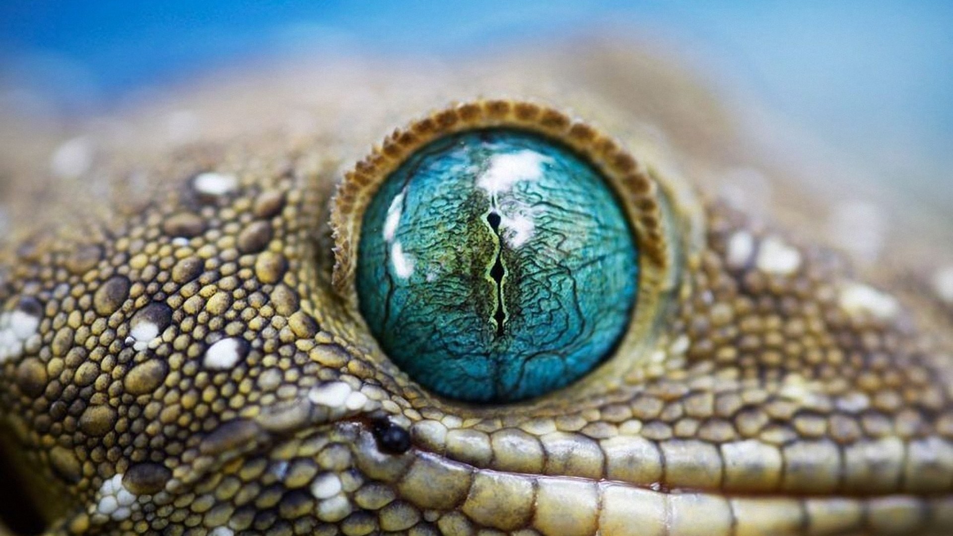 macro_photos_that_take_you_to_another_world_00