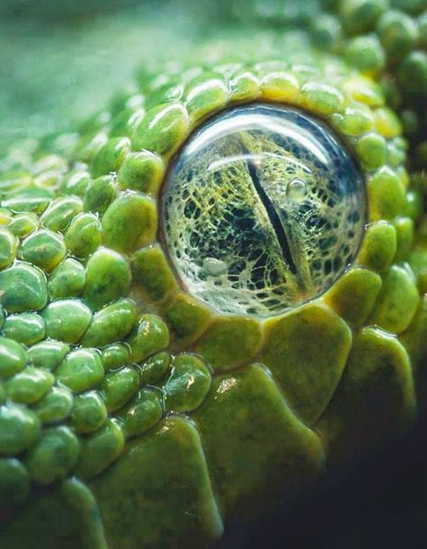 macro_photos_that_take_you_to_another_world_11