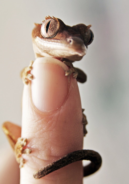 macro_photos_that_take_you_to_another_world_18