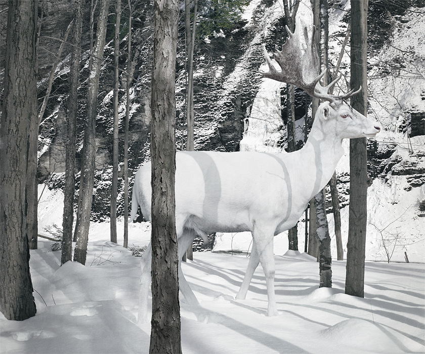 Reino de animales apocalípticos Simen Johan: